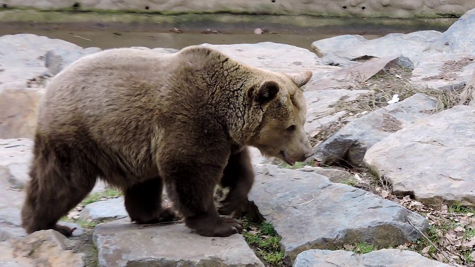 V plzeňské zoo se po zimním spánku probudili medvědi